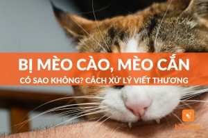 Mèo Cắn Xước Nhẹ Có Sao Không