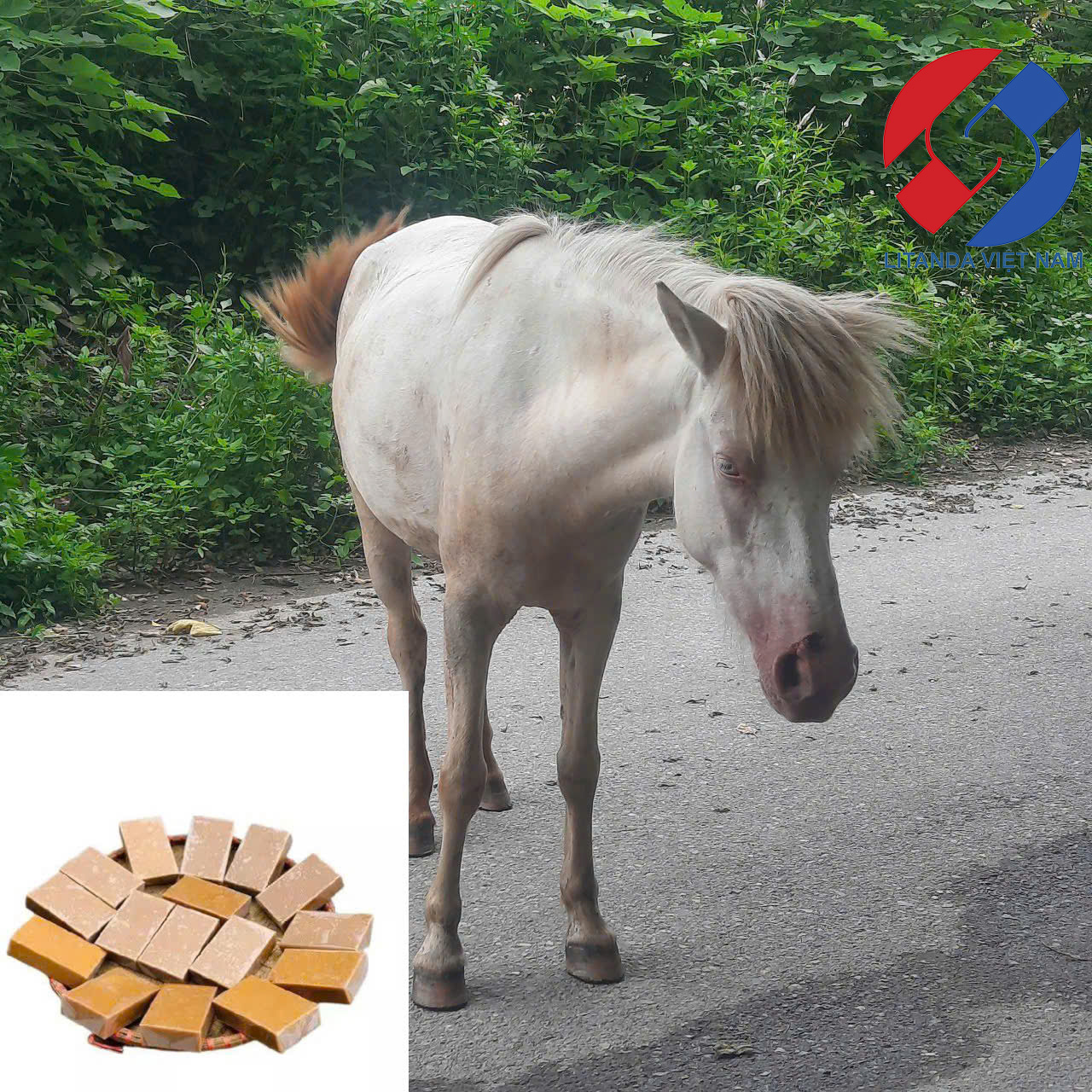 Sai Lầm Cách Dùng Cao Ngựa Bạch 1