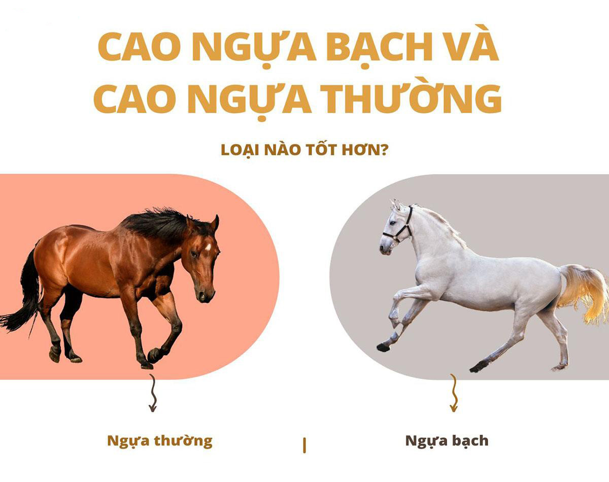 Hãy Mua Cao Ngựa Bạch Mắt Đỏ