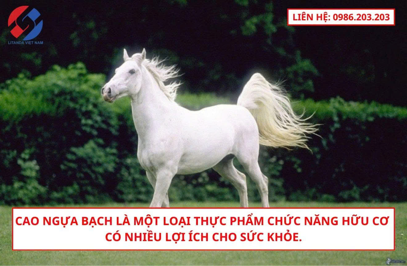 Tại Sao Giá Cao Ngựa Bạch Lại Cao 3