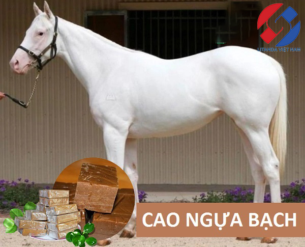 Giá Cao Ngựa Bạch Mắt Đỏ Bao Nhiêu
