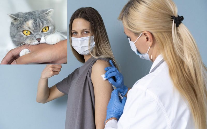Bị Mèo Cắn Chảy Máu Có Sao Không 15