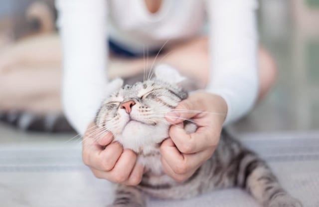 Mèo Cắn Có Nguy Hiểm Không 15