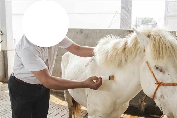 Quy Trình Nấu Cao Ngựa Bạch Gia Truyền 4