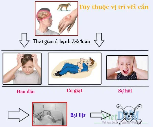 Triệu Chứng Khi Bị Mèo Dại Cắn 4 Triệu Chứng Khi Bị Mèo Dại Cắn 4