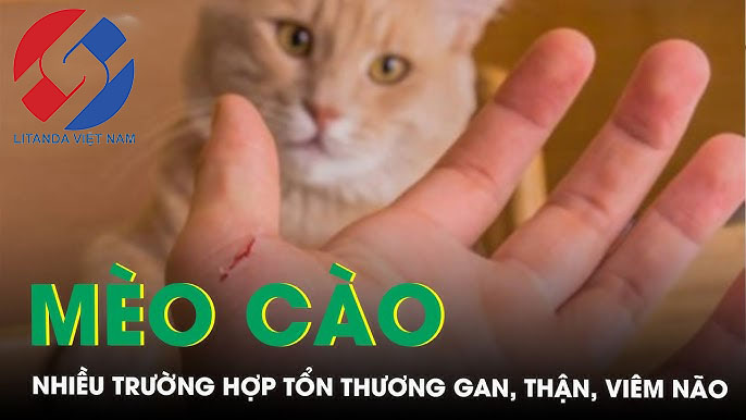 Triệu Chứng Khi Bị Mèo Dại Cắn
