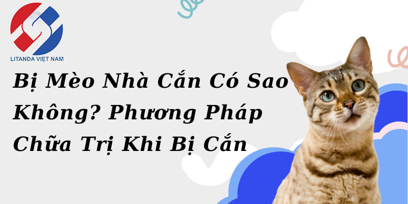 Triệu Chứng Khi Bị Mèo Dại Cắn 6 Triệu Chứng Khi Bị Mèo Dại Cắn 6