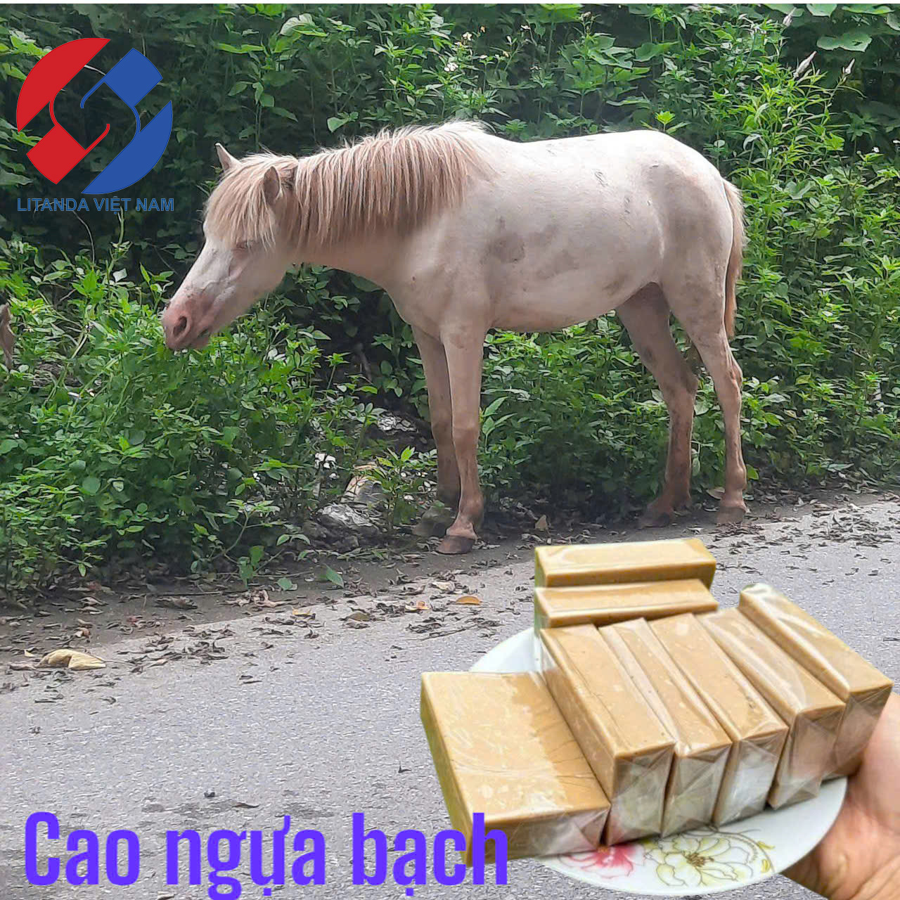 Cao Ngựa Chữa Đau Lưng 1 Cao Ngựa Chữa Đau Lưng 1