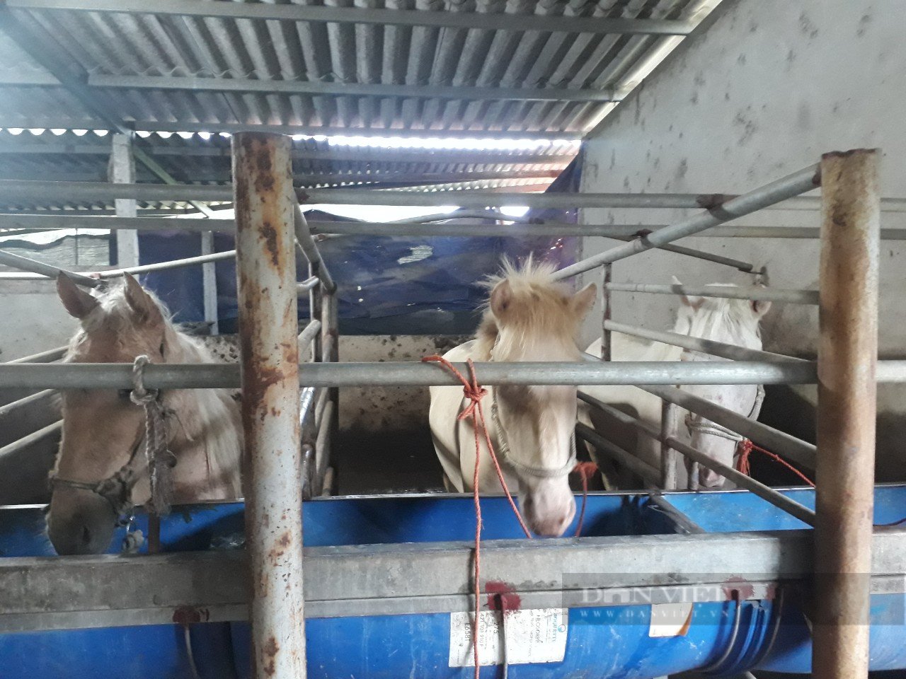 Vì Sao Nhiều Trại Ngựa Giống Thất Bại Ngay Từ Năm Đầu Tiên 8
