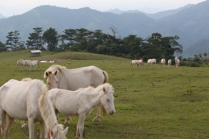 Vì Sao Nhiều Trại Ngựa Giống Thất Bại Ngay Từ Năm Đầu Tiên 5