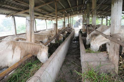 Vì Sao Nhiều Trại Ngựa Giống Thất Bại Ngay Từ Năm Đầu Tiên 1